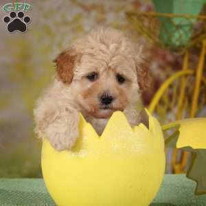 Haylee, Havapoo Puppy